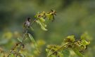 Reichenbach's Sunbird (Anabathmis reichenbachii) adult, Ghana 16th of July 2017 Photo: Anders Odd Wulff Nielsen