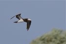 Brown Booby, Brown Booby, Germany 20th of August 2017 Photo: Thomas Kuppel