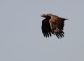 White-tailed Eagle, Immature, Denmark 19th of August 2017 Photo: Lars Grøn