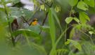 Orange-breasted Bush-shrike (Chlorophoneus sulfureopectus), Ghana 24th of July 2017 Photo: Anders Odd Wulff Nielsen