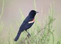Red-winged Blackbird, USA 16th of May 2017 Photo: Jakob Ugelvig Christiansen