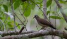 Blue-spotted Wood Dove (Turtur afer), Ghana 17. juli 2017 Foto: Anders Odd Wulff Nielsen