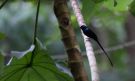 Sao Tome Paradise-flycatcher (Terpsiphone atrochalybeia) male, São Tomé and Príncipe 3rd of August 2017 Photo: Anders Odd Wulff Nielsen