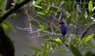 Sao Tome Kingfisher (Corythornis thomensis), São Tomé og Príncipe 30. juli 2017 Foto: Anders Odd Wulff Nielsen