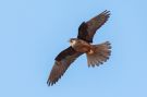 Eleonora's Falcon, Greece 12th of September 2017 Photo: Keith Fox