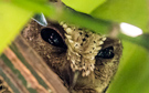 Sunda Scops Owl (Otus lempiji), Indonesien 25. juli 2017 Foto: Lars Andersen
