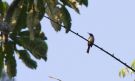 Blue-throated Brown Sunbird (Cyanomitra cyanolaema) male, Ghana 17th of July 2017 Photo: Anders Odd Wulff Nielsen
