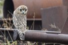 Short-eared Owl, Like a cat, Denmark 21st of October 2017 Photo: Steen E. Jensen