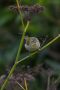 Tennessee Warbler, Azores 21st of October 2017 Photo: Stefan Tapio Ettestam