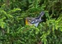 Blackburnian Warbler, Azores 18th of October 2017 Photo: Adam Kovacs Selmeczi
