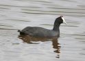 Red-knobbed Coot, South Africa 29th of October 2017 Photo: Jakob Ugelvig Christiansen