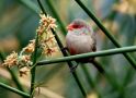 Common Waxbill, South Africa 29th of October 2017 Photo: Jakob Ugelvig Christiansen