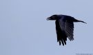 Northern Raven, Denmark 16th of October 2017 Photo: Morten Scheller Jensen
