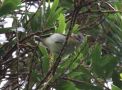 Red-eyed Vireo, Azores 19th of October 2017 Photo: Massimiliano Dettori