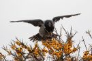 Hooded Crow, Stor fest i de fine bær, Denmark 5th of December 2017 Photo: Carl Bohn