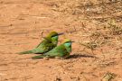 Arabian Green Bee-eater, India 7th of January 2017 Photo: Carl Bohn