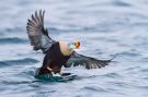 King Eider, Male landing, Norway 20th of March 2014 Photo: Ralph Martin