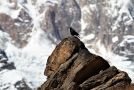 Alpine Chough, Nepal 7th of December 2017 Photo: Paul Patrick Cullen