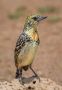 Usambiroperleskægfugl, Tanzania 22. september 2017 Foto: Henrik Friis