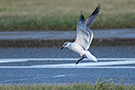 Laughing Gull, Landing i midterrabatten på befærdet vej, Denmark 2nd of January 2018 Photo: Allan Kjær Villesen