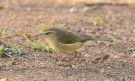 Canary Islands Chiffchaff, Spain 22nd of December 2017 Photo: Frits Rost