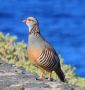 Barbary Partridge, Spain 21st of December 2017 Photo: Frits Rost