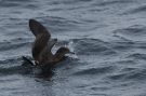 Sooty Shearwater, Faeroes Islands 5th of August 2017 Photo: Silas K.K. Olofson