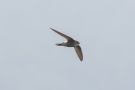 Pacific Swift, Russian Federation (outside WP) 21st of June 2017 Photo: Tor Olsen
