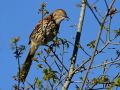 Brown Thrasher, USA 19th of March 2017 Photo: Gisela Nagel