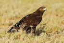 Greater Spotted Eagle, Oman 11th of November 2015 Photo: Aurélien Audevard