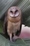 Western Barn Owl, Nepal 11th of December 2017 Photo: Paul Patrick Cullen