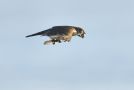 Eurasian Sparrowhawk, 2K med Gråsisken, Denmark 5th of February 2018 Photo: John Larsen