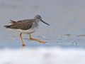 Greater Yellowlegs, Sweden 10th of February 2018 Photo: Tommy Holmgren