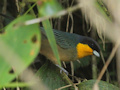 Yellow-throated Tanager (Iridosornis analis), Peru 26. november 2017 Foto: Søren Harding