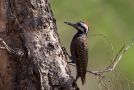 Bearded Woodpecker - (Dendropicos namaquus). Adult male, ssp Schoensis, Ethiopia 20th of February 2014 Photo: Thomas Varto Nielsen