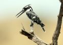 Pied Kingfisher, male, South Africa 26th of October 2017 Photo: Jakob Ugelvig Christiansen