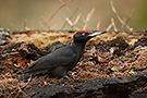 Black Woodpecker, Denmark 24th of January 2018 Photo: Helge Sørensen