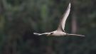 White-tailed Tropicbird, São Tomé and Príncipe 3rd of August 2017 Photo: Anders Odd Wulff Nielsen