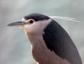 Black-crowned Night Heron, India 23rd of February 2018 Photo: Paul Patrick Cullen