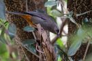 Abyssinian Catbird - (Parophasma galinieri). Adult, Ethiopia 13th of January 2016 Photo: Thomas Varto Nielsen