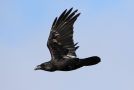 Northern Raven, Spain 25th of January 2018 Photo: Erik Biering
