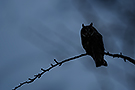 Long-eared Owl, Denmark 23rd of February 2018 Photo: Helge Sørensen