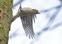 Lesser Spotted Woodpecker, hun, Denmark 25th of March 2018 Photo: John Larsen