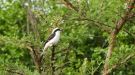 Grey-backed Fiscal, Uganda 24th of January 2018 Photo: Michael Frank Nielsen