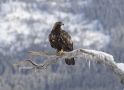 Golden Eagle, Norway 10th of March 2018 Photo: Klaus Dichmann