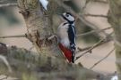 Great Spotted Woodpecker, Denmark 1st of March 2018 Photo: Lars Birk