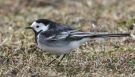 White Wagtail, Sortrygget, Denmark 31st of March 2018 Photo: Birthe Lindholm Pedersen