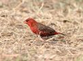 Red Avadavat, India 3rd of January 2018 Photo: Paul Patrick Cullen