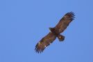 Steppe Eagle, adult, Israel 18th of March 2018 Photo: Klaus Malling Olsen