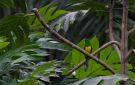 African Emerald Cuckoo (Chrysococcyx cupreus) ssp. insularum, São Tomé og Príncipe 3. august 2017 Foto: Anders Odd Wulff Nielsen